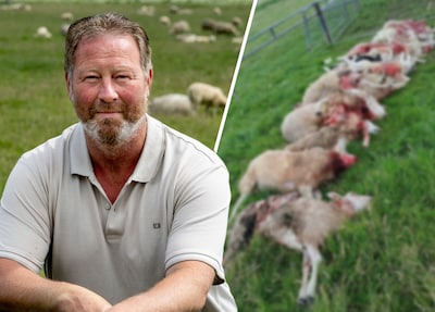 Boer Alexander verrast door de wolf: is dit stukje Overijssel nu ook wolvengebied?