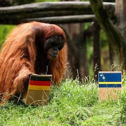 Live WK | Orang-oetan voorspelt uitslag Duitsland-Curaçao, aftellen naar duel Canada