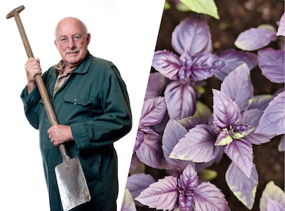 Plant basilicum nu in de tuin en je zit de rest van de zomer gebakken