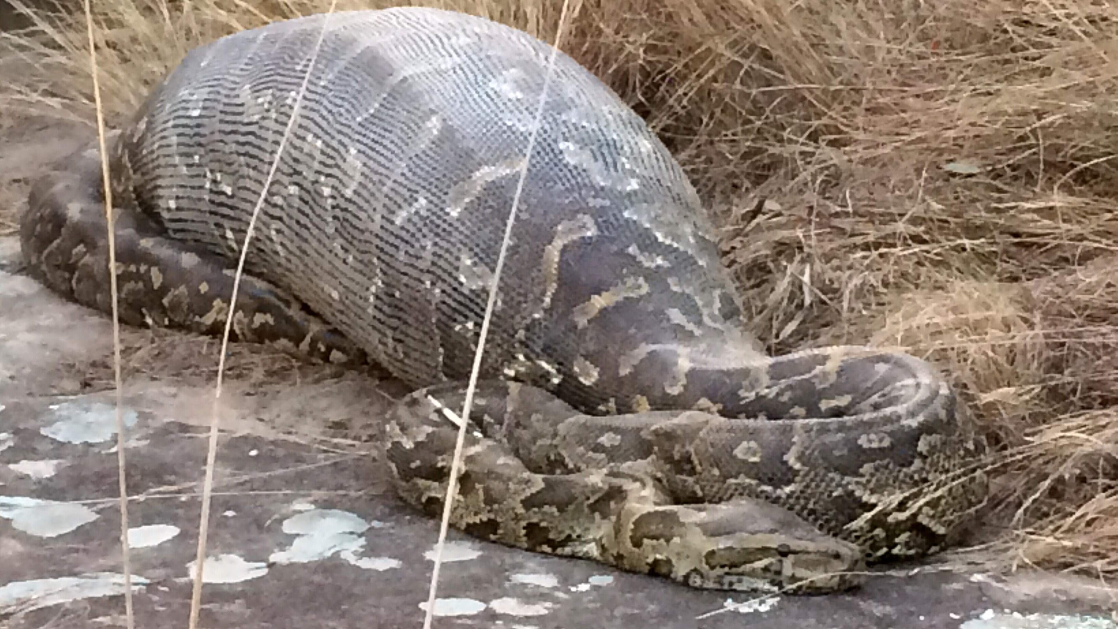 Python van bijna acht meter wurgt vrouw op plantage in Indonesië