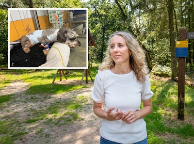 Wolf verscheurt je hond maar je krijgt geen cent: dit is de reden