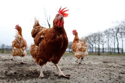 Pluimvee mag óók in Gelderse Vallei weer naar buiten: ophokplicht landelijk opgeheven