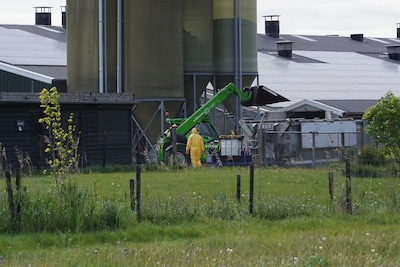 Pluimvee mag bijna overal weer naar buiten, maar hier zitten de kippen nog binnen