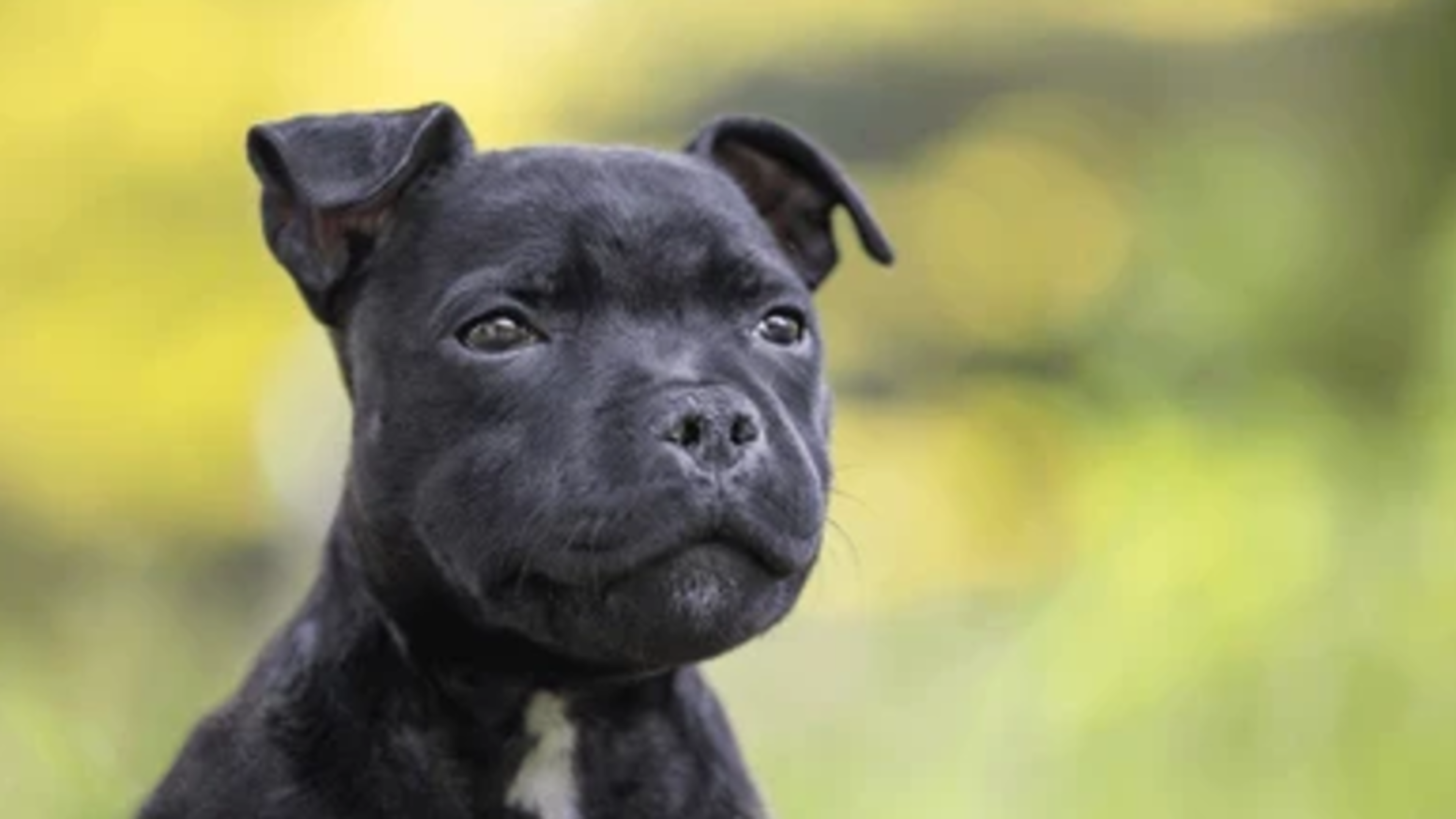 Jongen (7) gewond na ernstig bijtincident met hond in Meterik, politie zoekt eigenaar