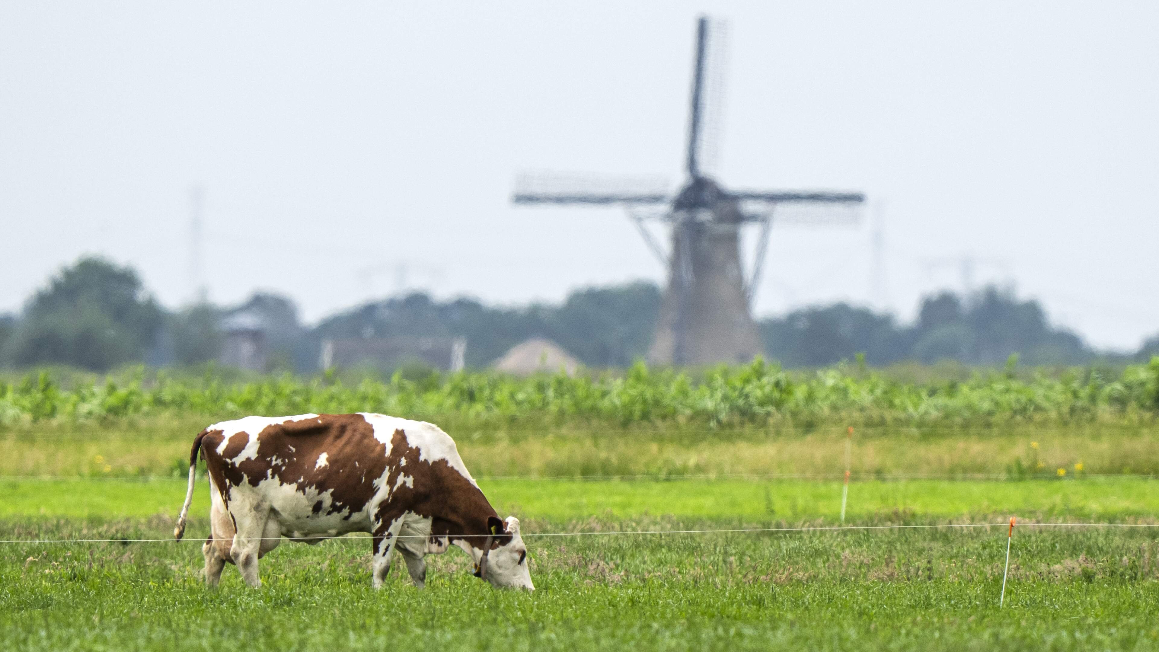 Lezers: ’We weten allemaal dat D66 niet zoveel waarde hecht aan de voedselproductie in ons land’