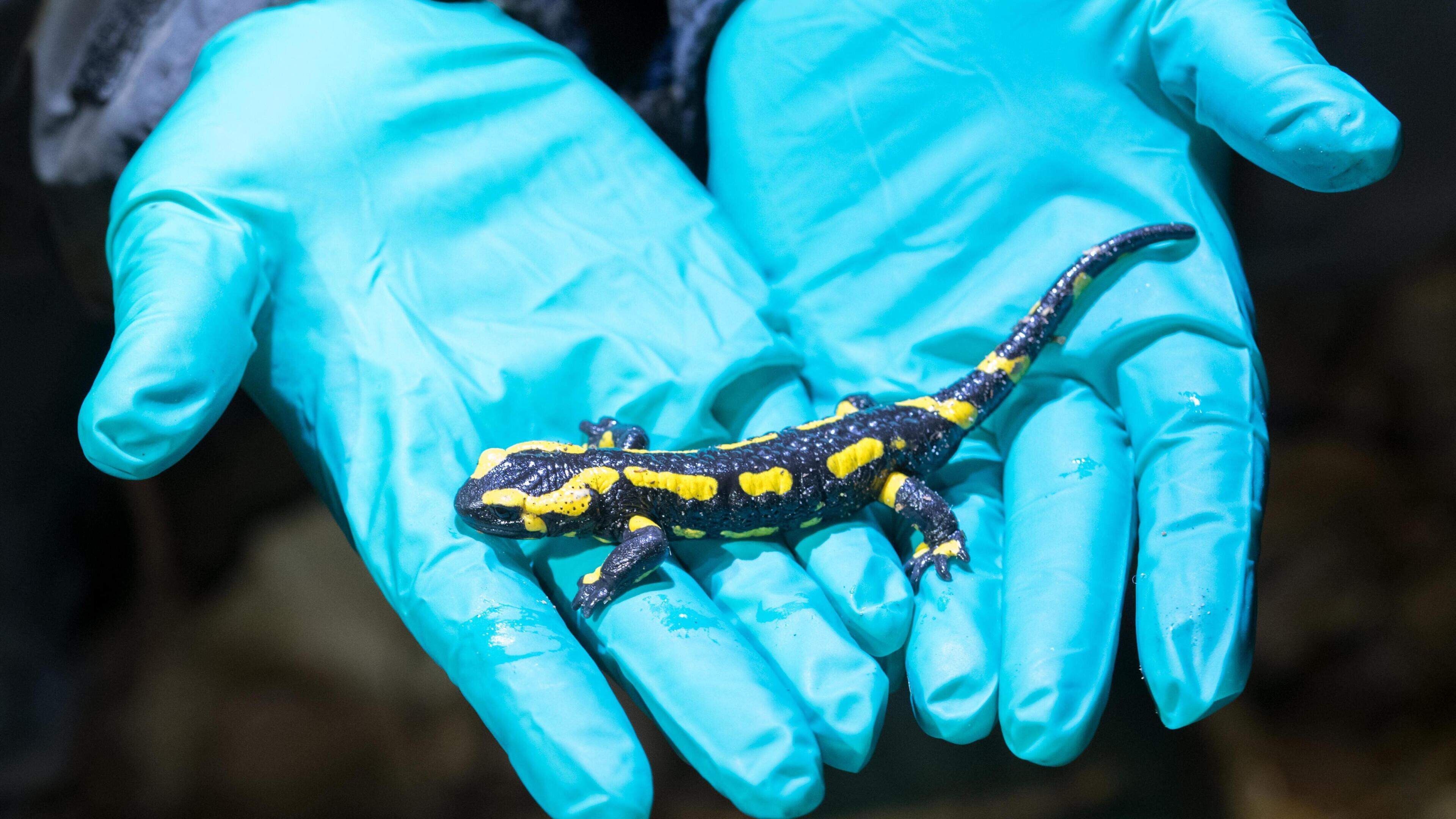 Met de exotische dierenhandel haalden we ‘m naar Limburg, nu helpt deze Aziatische schimmel salamanders om zeep