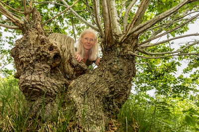 Carin speurt met haar team naar eeuwenoude bomen - en wellicht ook in jouw tuin