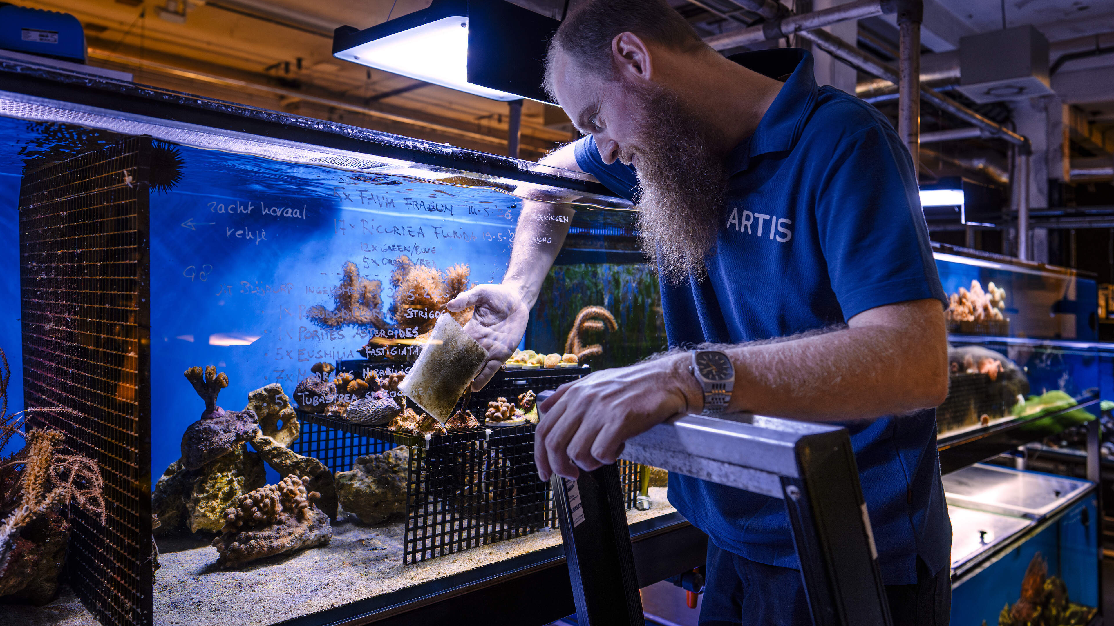 Een dag in het leven van Artis aquariaan Alex Huiberse: ’Niet alleen kijken, maar ook begrijpen’