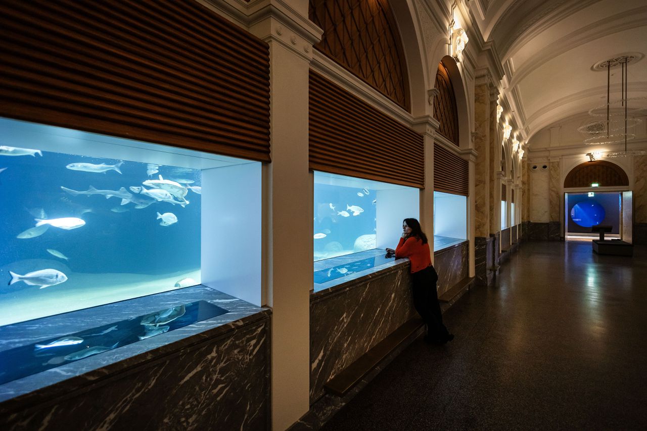 Na de renovatie van 50 miljoen zijn de zeekatten terug in het aquarium van Artis