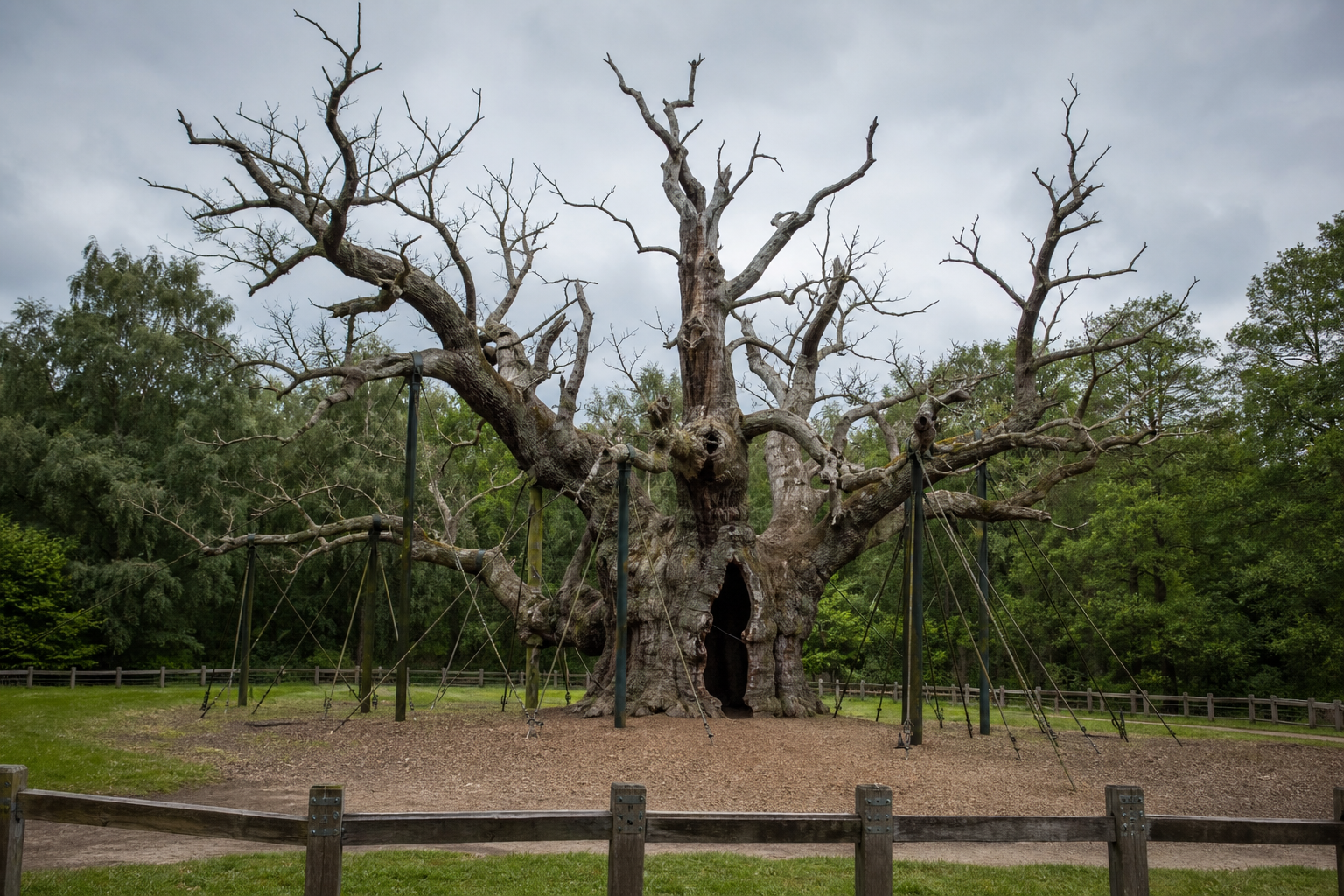 Major Oak, eeuwenoude Robin Hood-boom in Sherwood Forest, dood verklaard
